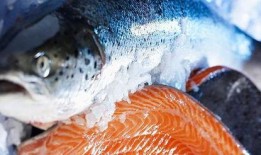 新闻爆料海鱼视频大全下载,海鱼视频大全免费下载，畅享海洋生物盛宴