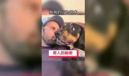 爆料奇葩狗狗视频,盘点那些让人捧腹大笑的爆笑瞬间